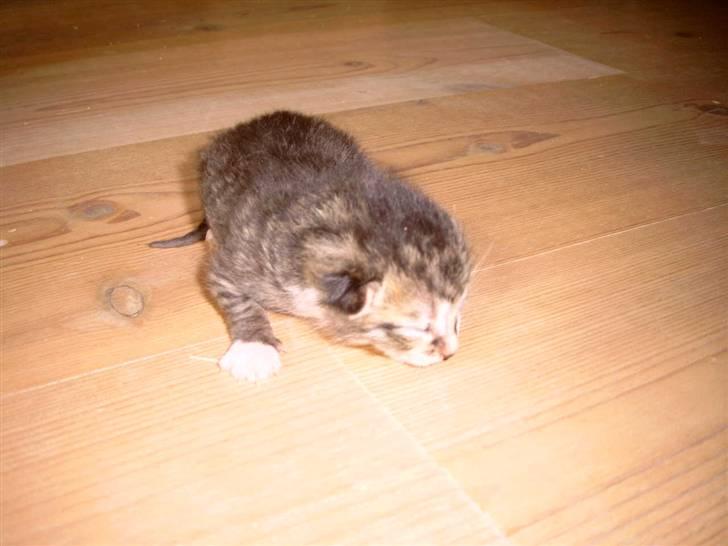 Huskat Athos - er på vandre tur billede 9