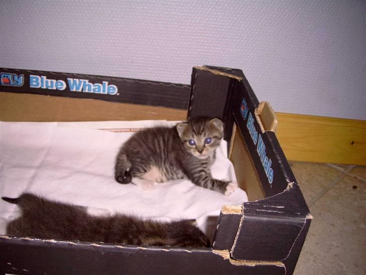 Huskat Athos - hva er det for et:) billede 10