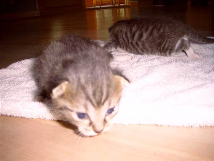 Huskat Athos - skal i absolut tage billeder af mmiig billede 11