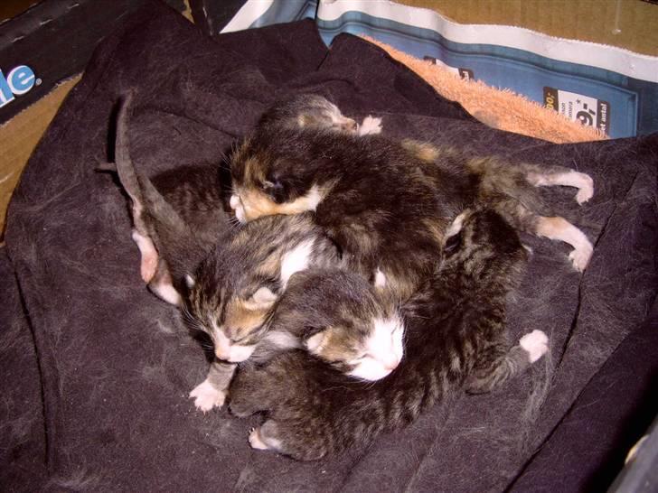 Huskat cato<33 - BUNKE!! mig og athos søskende:) billede 14