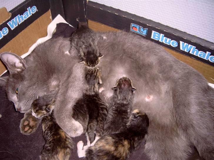 Huskat cato<33 - mor ligger med alle os billede 15