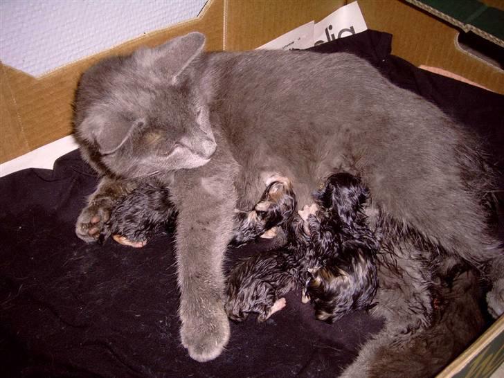 Huskat Athos - kun 4 killinger er kommet men der kommer flere for hun fik seks killinger og jeg var den yngste:) billede 13