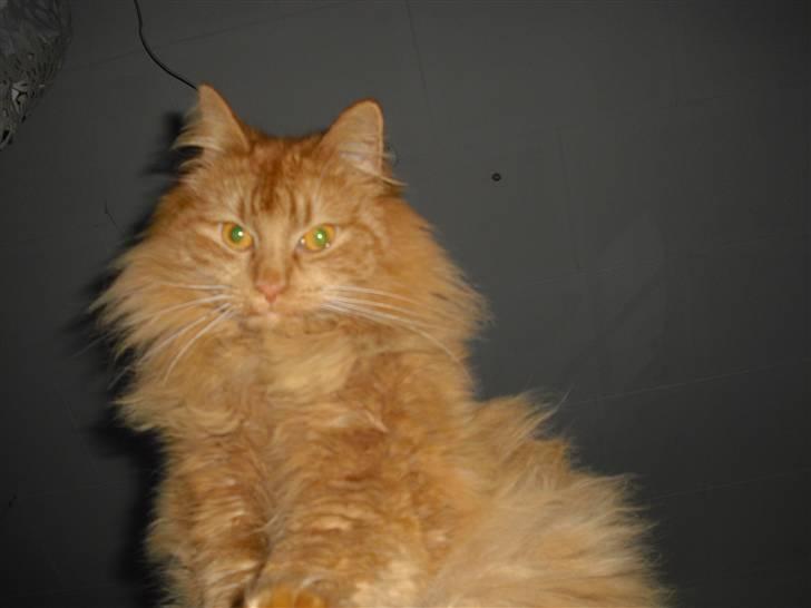 Norsk Skovkat marius - velkommen til marius profil her er han så han er bare så smuk inge af billederne må kopires hvede minder i for lov  billede 1