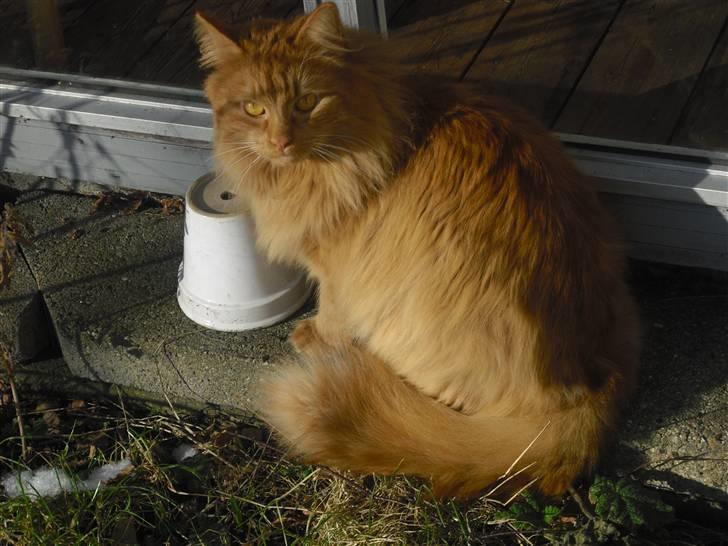 Norsk Skovkat marius - her marius som lide har set sin veninde billede 2