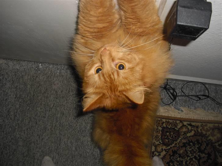 Norsk Skovkat marius - marius er så lang at han selv kan åbne døren det er han i gang med her billede 3