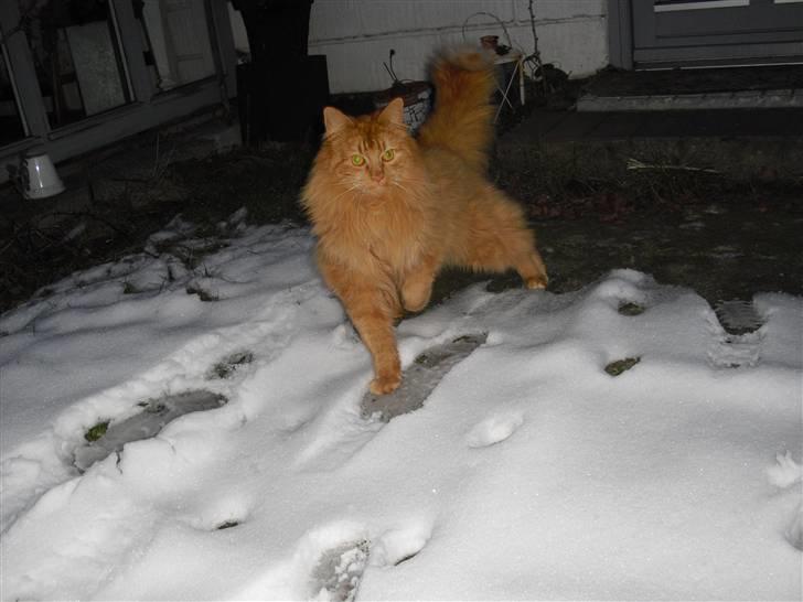 Norsk Skovkat marius - marius i sne men han kan ikke så godt lide det billede 4