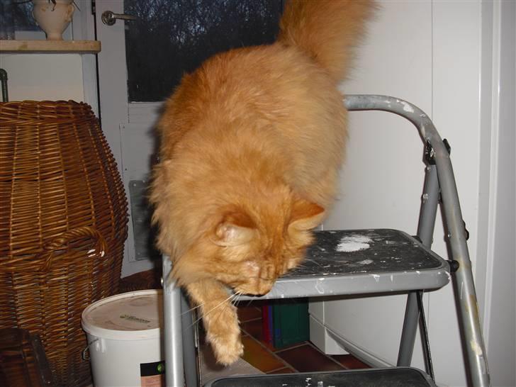 Norsk Skovkat marius - øhh så skal jeg til det igen! billede 5