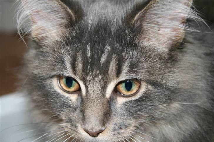 Maine Coon Willie billede 1