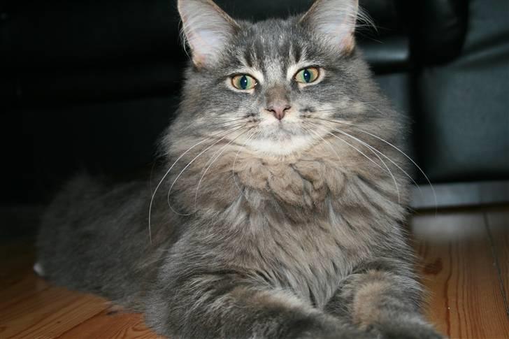 Maine Coon Willie billede 2