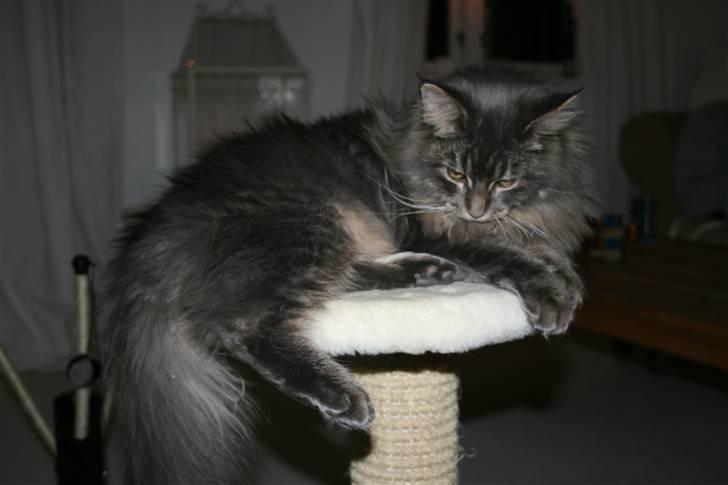 Maine Coon Willie billede 4