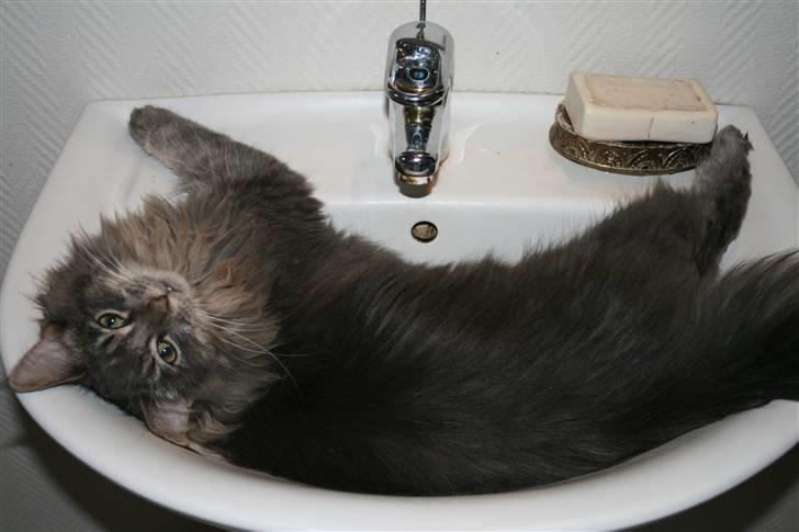 Maine Coon Willie billede 5