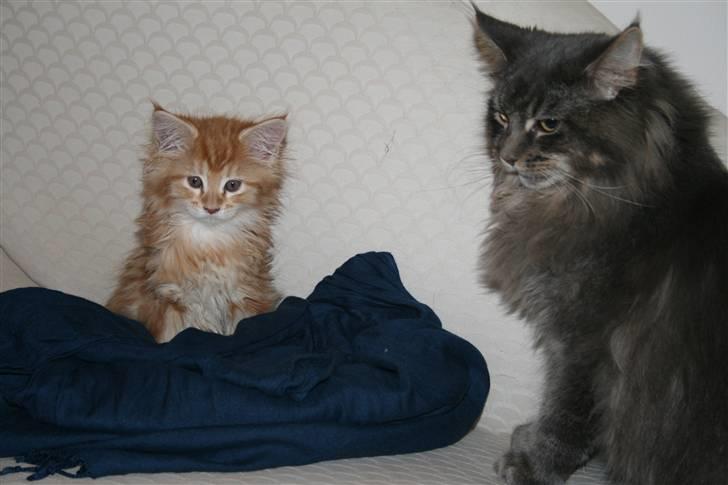 Maine Coon Mille billede 2