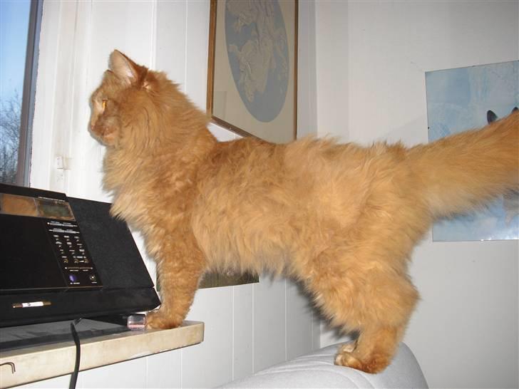 Norsk Skovkat marius - sara luk mig ud der er en pige der ude billede 6