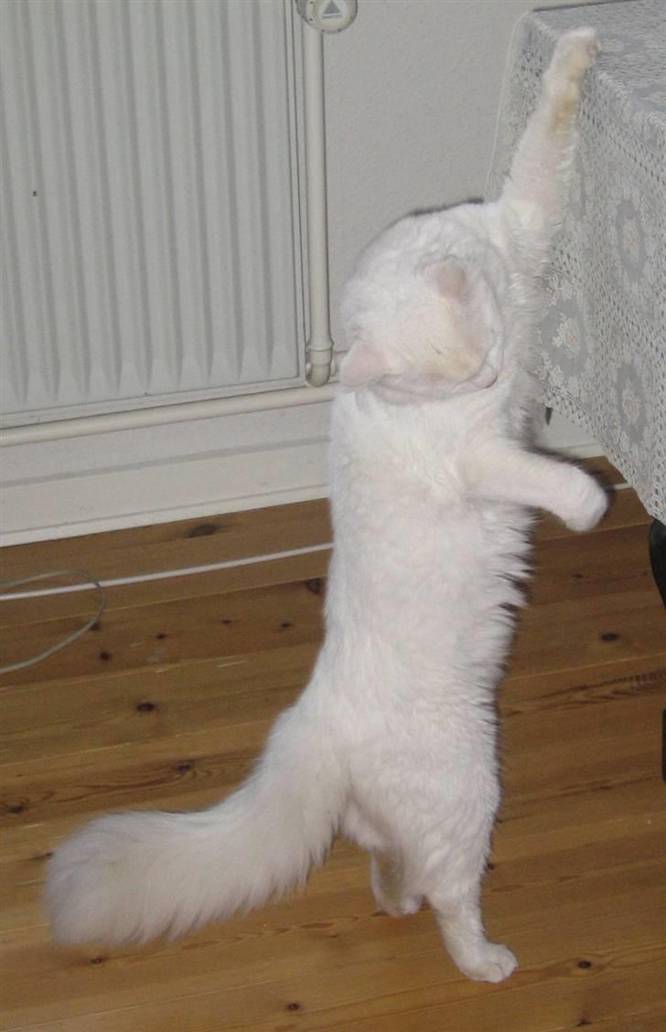 Blanding af racer Albert - 2006.."man ka strække sig lang når man er nysgerrig" :-) billede 7