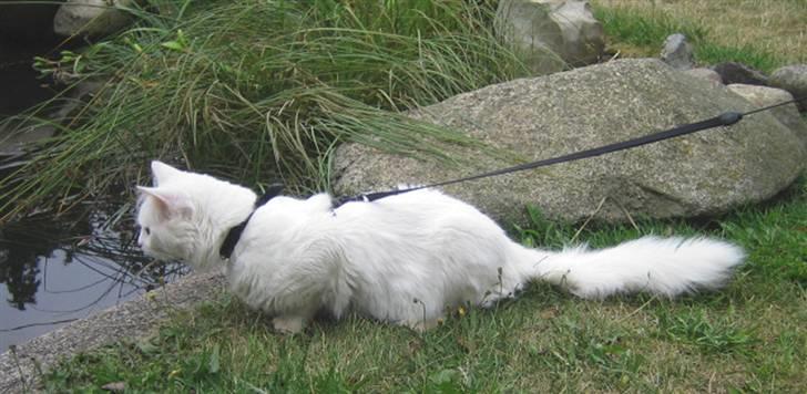 Blanding af racer Albert - 2006.."mon der nogen fisk i søen" :-) billede 8