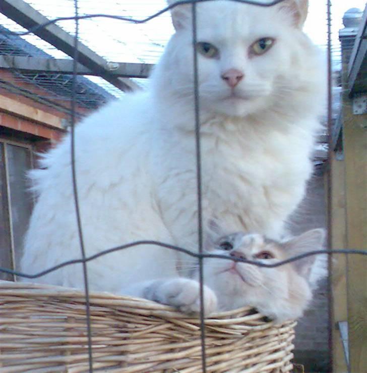 Blanding af racer Albert billede 9