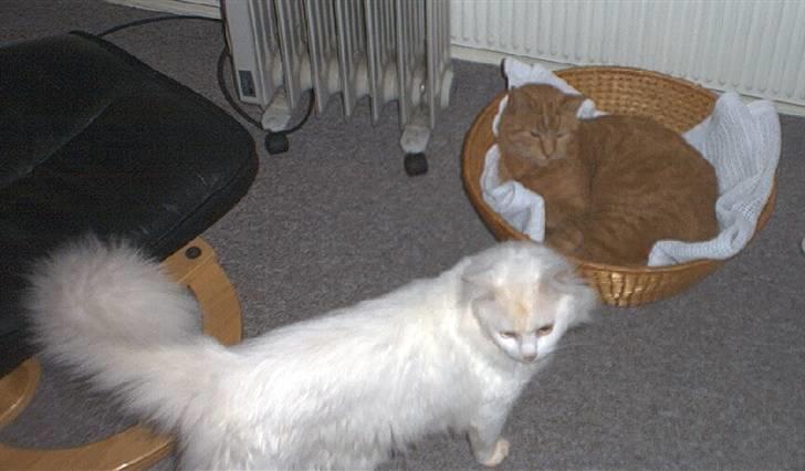 Blanding af racer Albert - Mon de ser hvis jeg driller Garfield lidt..!!!! billede 10