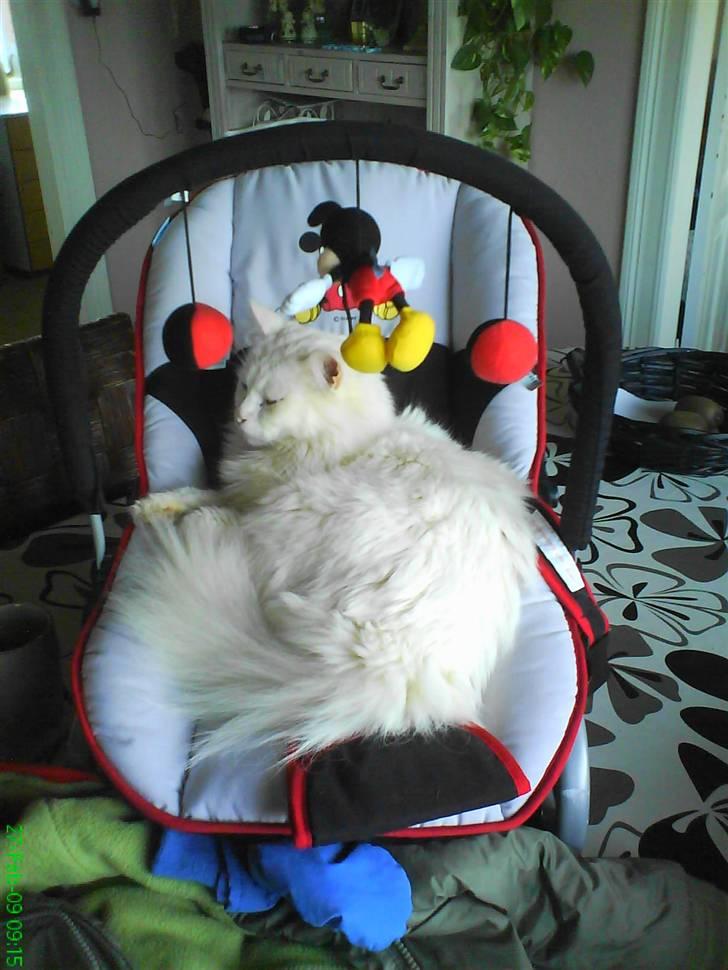 Blanding af racer Albert billede 11