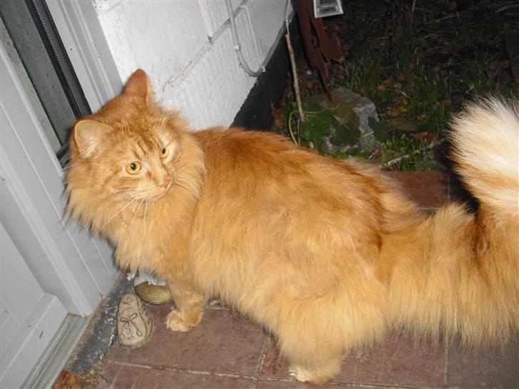 Norsk Skovkat marius - sara det er ikke sjovt luk mig ind ende han kommer tætter på mig billede 7