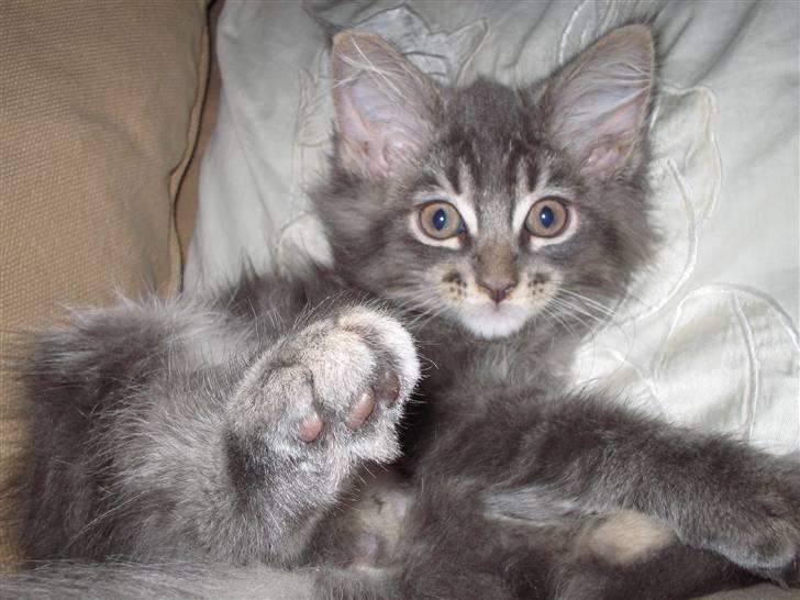 Maine Coon Willie billede 6