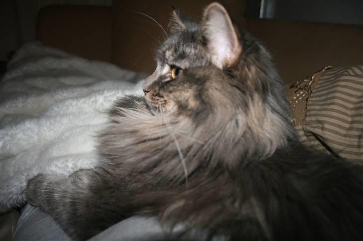 Maine Coon Willie billede 7