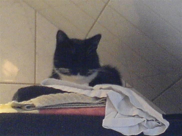 Huskat Pisk billede 8