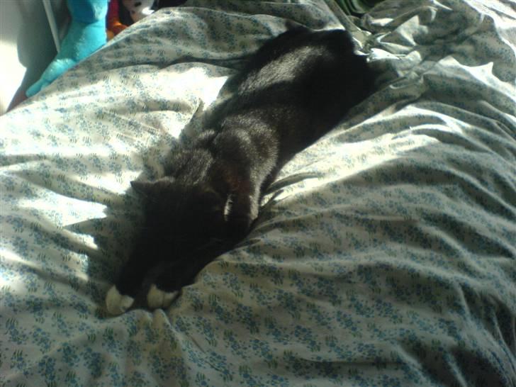 Huskat Pisk - se hvor lang jeg er.. billede 9