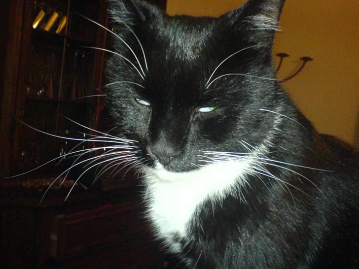 Huskat Pisk - han ligner en zombie! billede 10