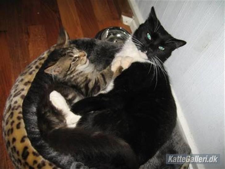 Huskat Pisk - hihi..C",) billede 11