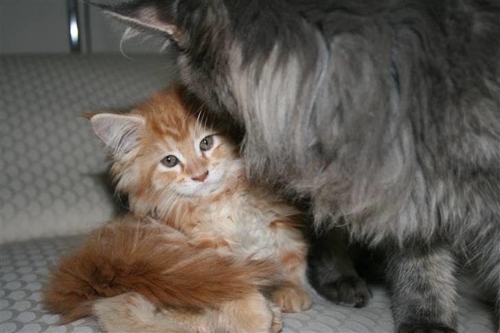 Maine Coon Mille billede 7