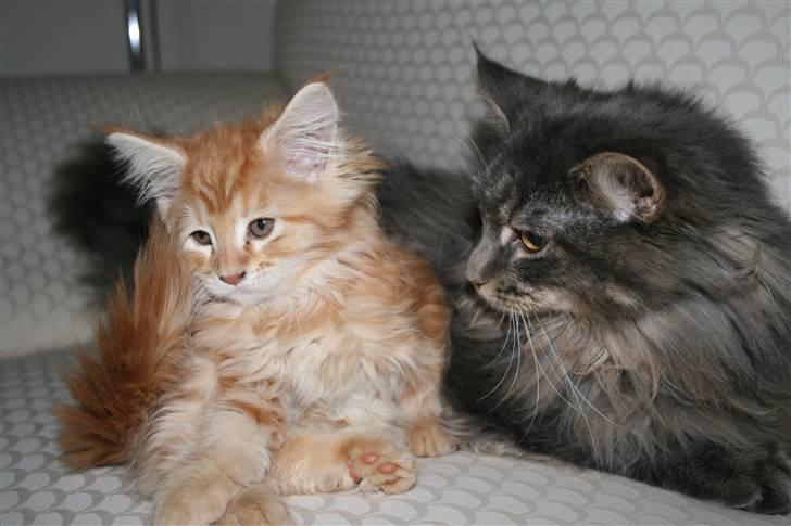 Maine Coon Willie billede 8