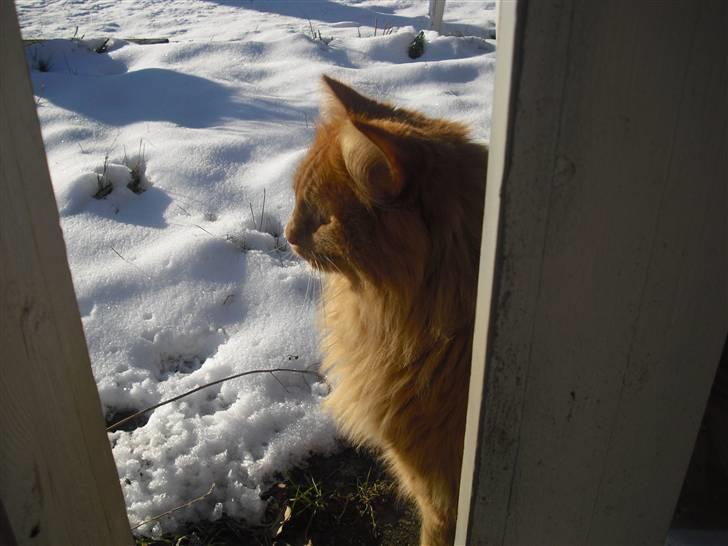 Norsk Skovkat marius - det her billede er så godt at jeg syndse at i skulle se det billede 8