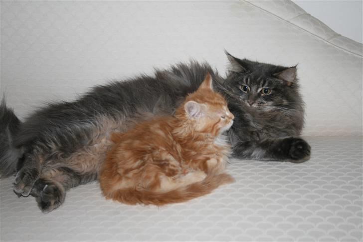 Maine Coon Willie billede 10