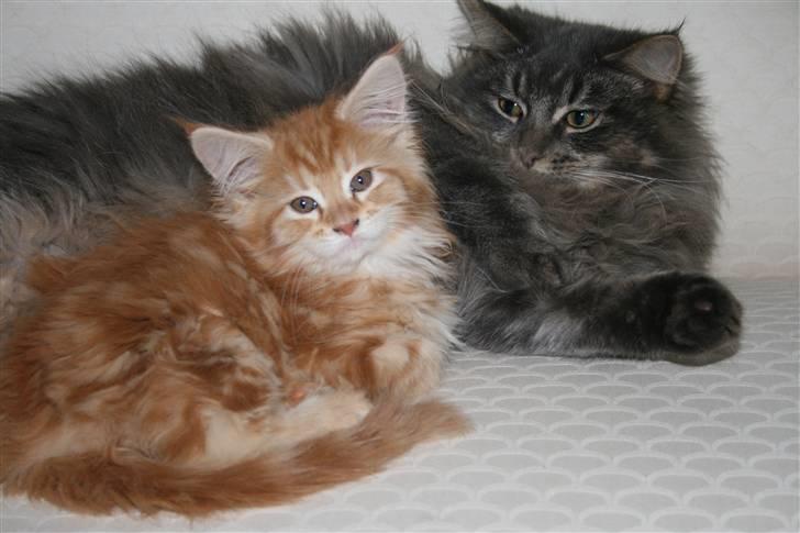 Maine Coon Mille billede 10