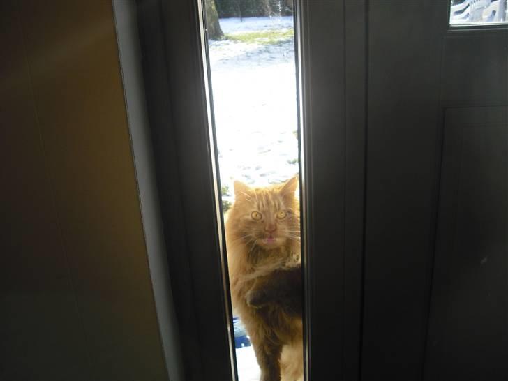 Norsk Skovkat marius - "det er mig der står her ude og banker på" billede 9