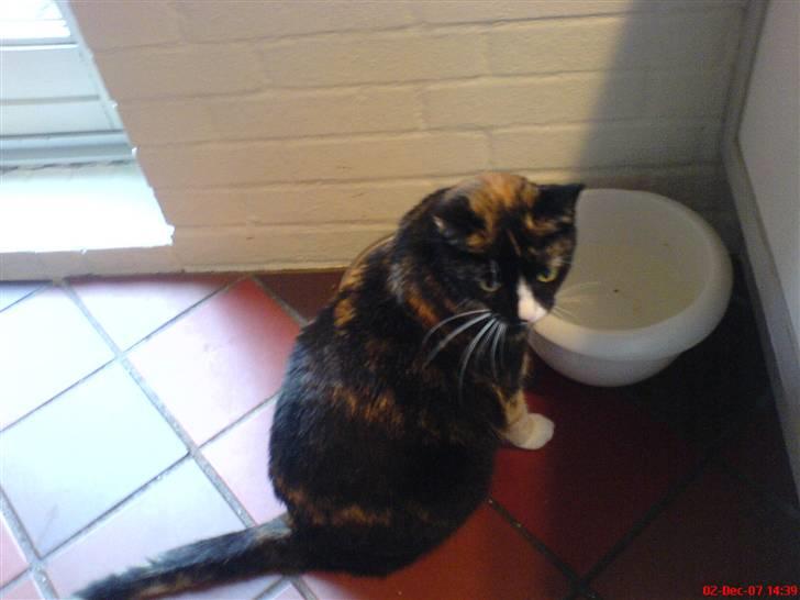 Huskat Tulle billede 20