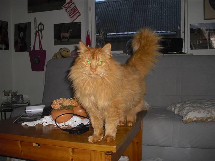 Norsk Skovkat marius - min smukke mis, elsker ham så højt billede 10