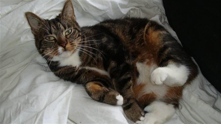 Blanding af racer Tiki billede 1