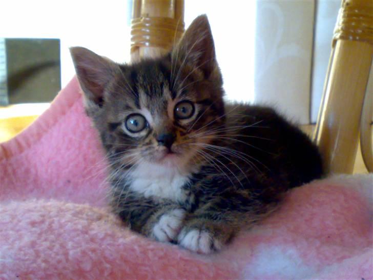 Blanding af racer Tiki billede 2