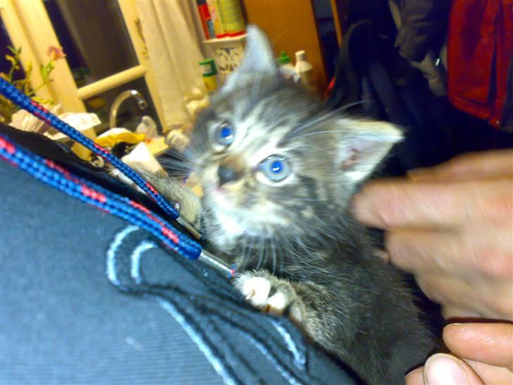 Blanding af racer Tiki billede 3