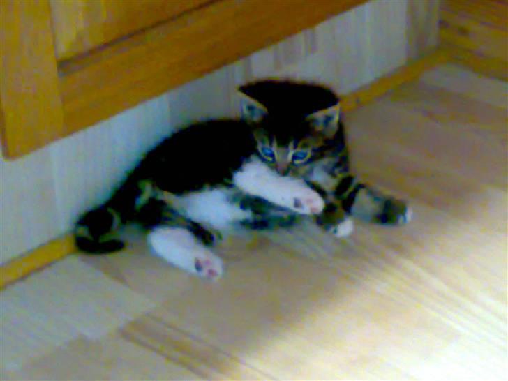 Blanding af racer Tiki billede 4