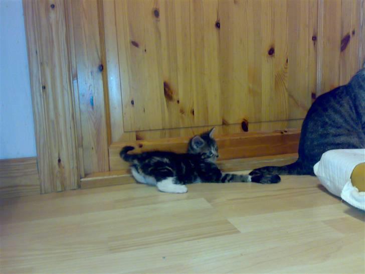 Blanding af racer Tiki billede 5