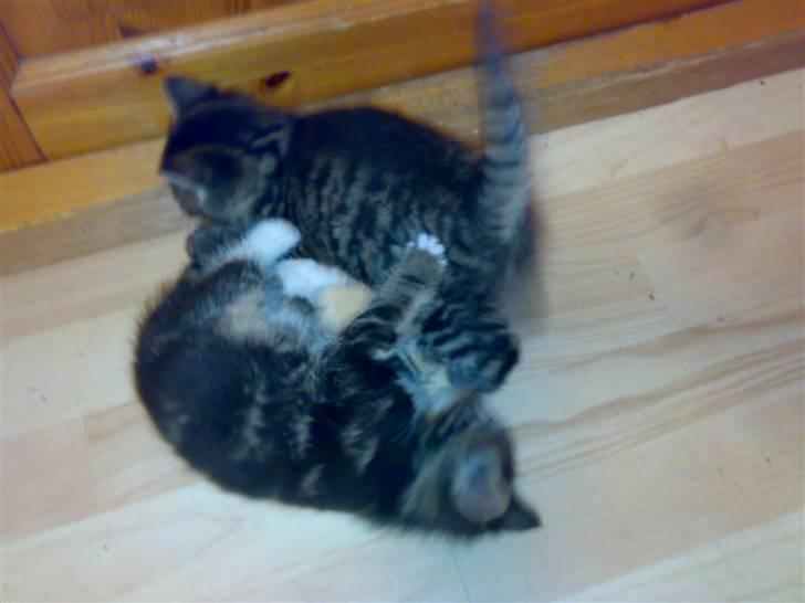 Blanding af racer Tiki billede 6