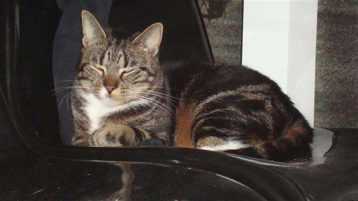 Blanding af racer Tiki - Det er Tiki til venstre og søster Juve til højre. billede 7