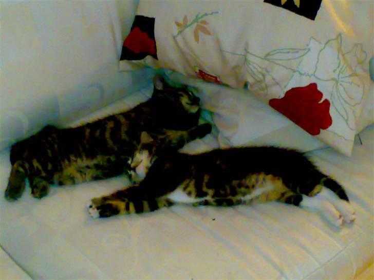 Blanding af racer Tiki billede 8