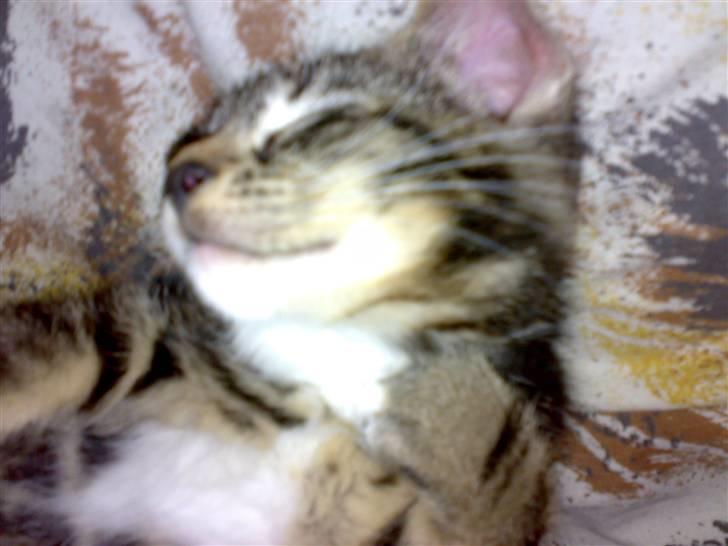 Blanding af racer Tiki billede 9