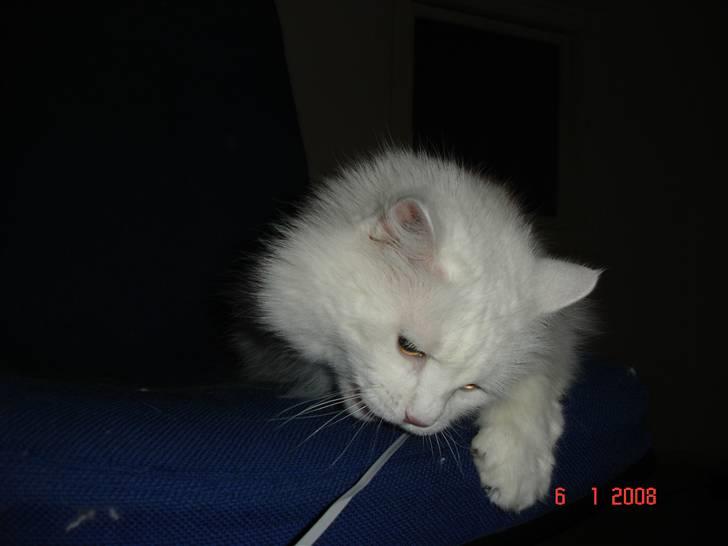 Blanding af racer Bella - Velkommen til Bellas profil :) Smid gerne en bedømmesle ;D billede 1