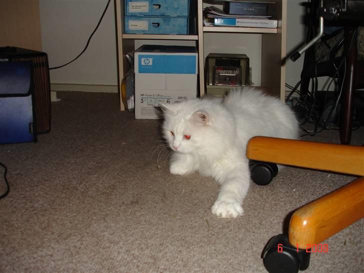 Blanding af racer Bella billede 2