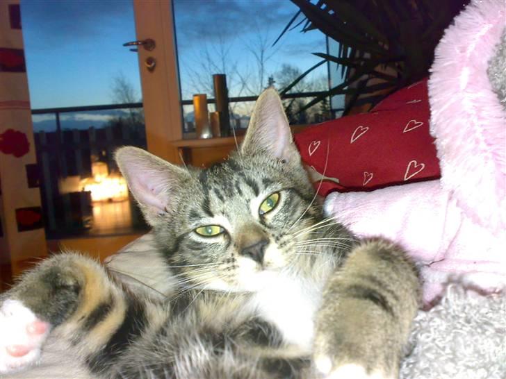 Blanding af racer Tiki billede 10