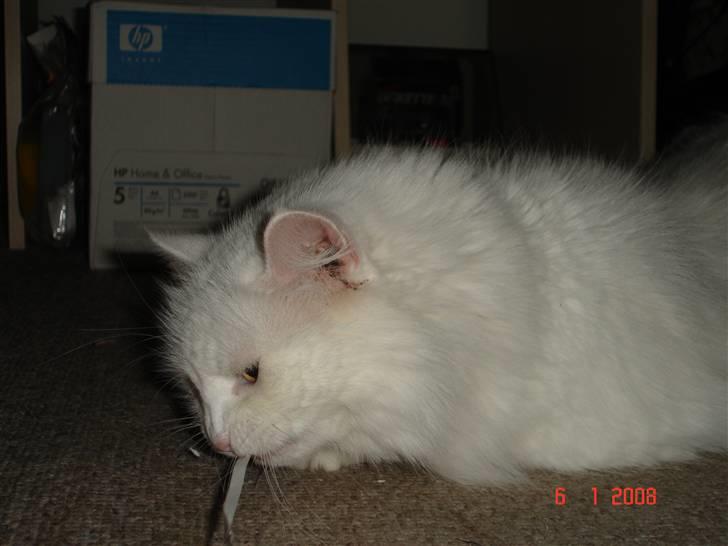 Blanding af racer Bella billede 3